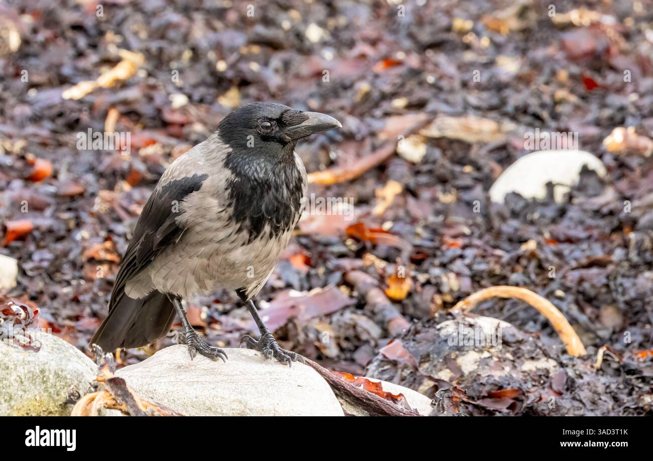 Uccello corvido incappucciato in cerca di cibo tra le rocce e le alghe Foto Stock