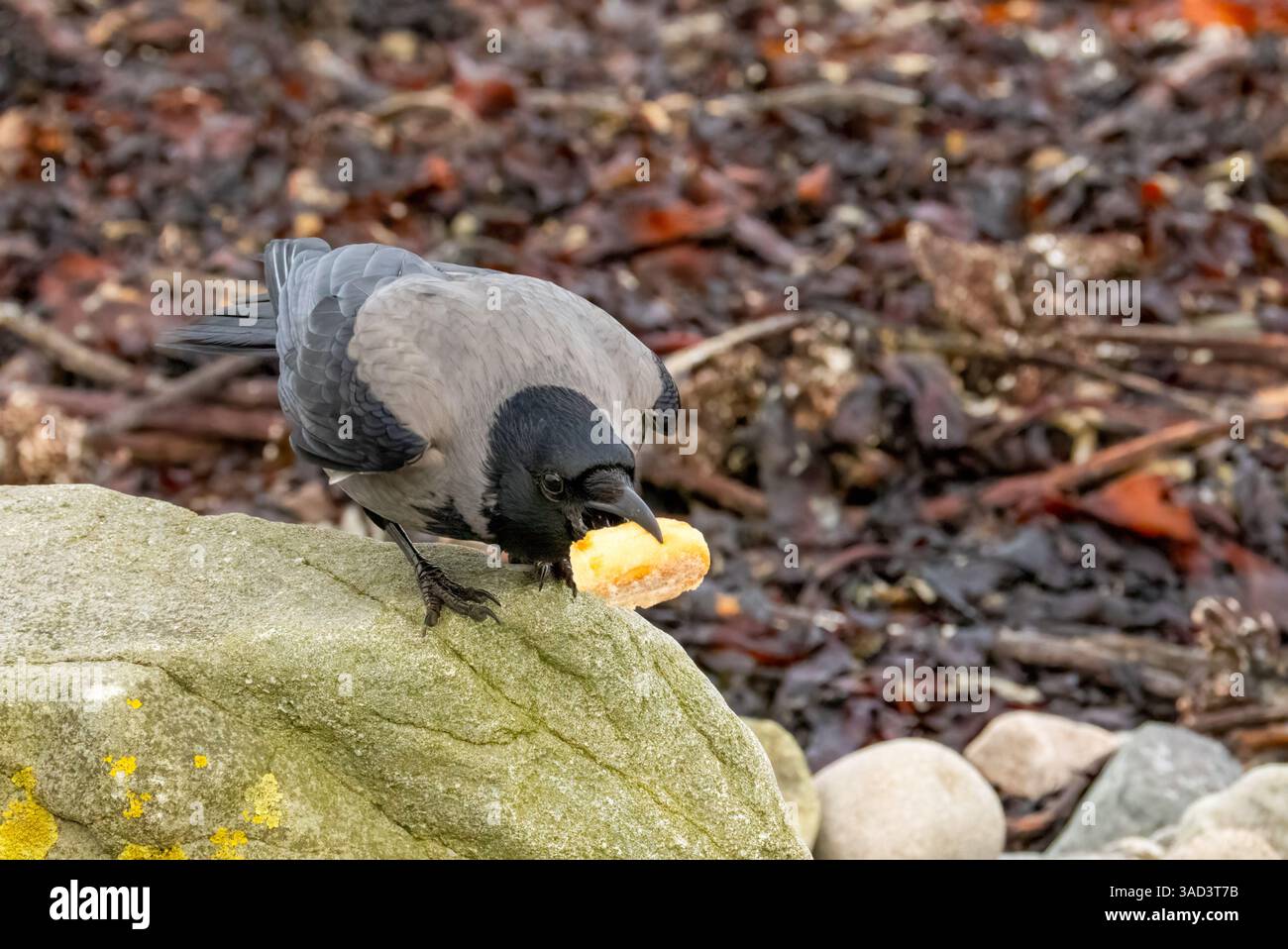 Uccello corvido incappucciato in cerca di cibo tra le rocce e le alghe Foto Stock