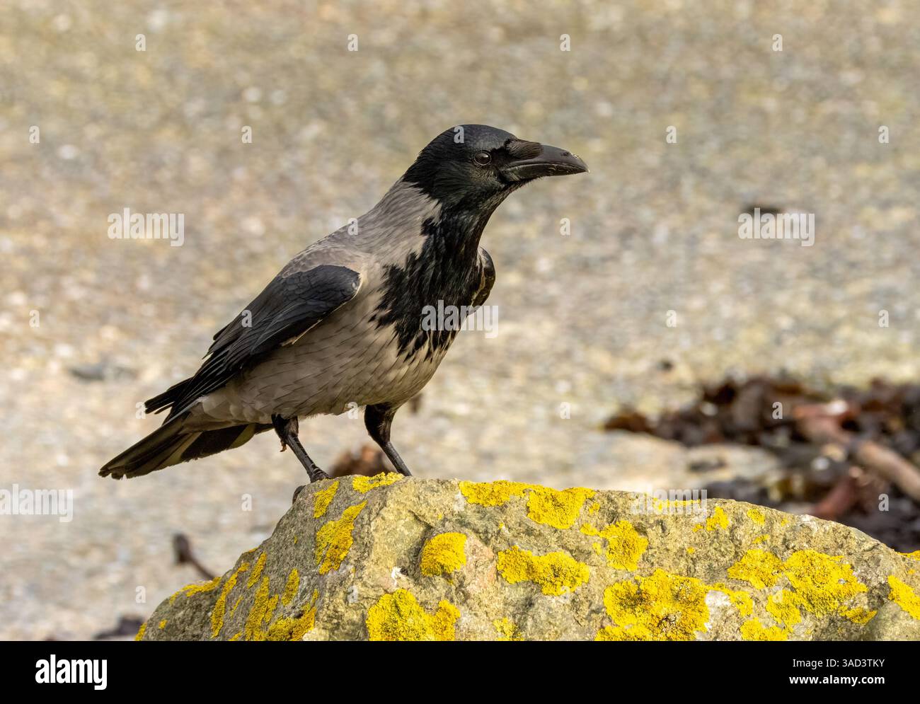 Uccello corvido incappucciato in cerca di cibo tra le rocce e le alghe Foto Stock