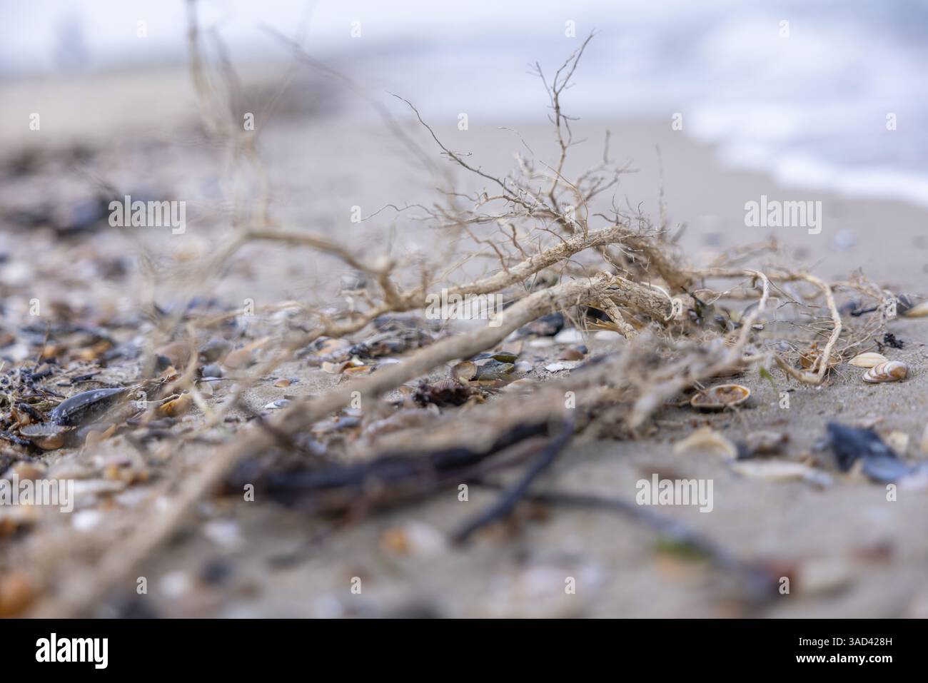 Primo piano di getti e conchiglie sulla sabbia sulla spiaggia, Groede, Zelanda, Paesi Bassi Foto Stock