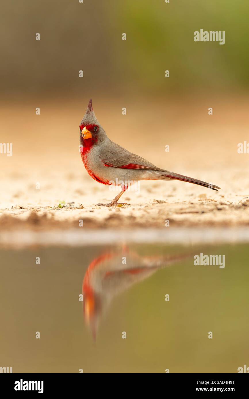 Pyrrrhuloxia, Santa Clara Ranch, Texas meridionale, Stati Uniti Foto Stock