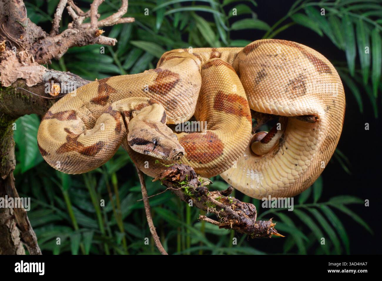 Boa constrictor che si arrampica su un albero, vulcano Arenal, Costa Rica, Sud America. Foto Stock
