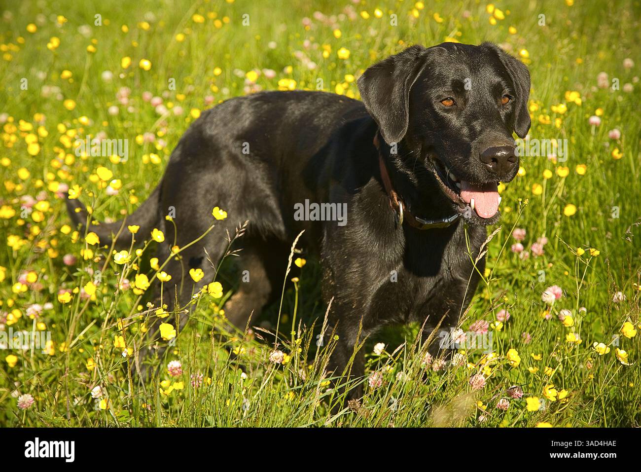 Ritratto del cane Labrador nero in erba e fiori gialli. Foto Stock