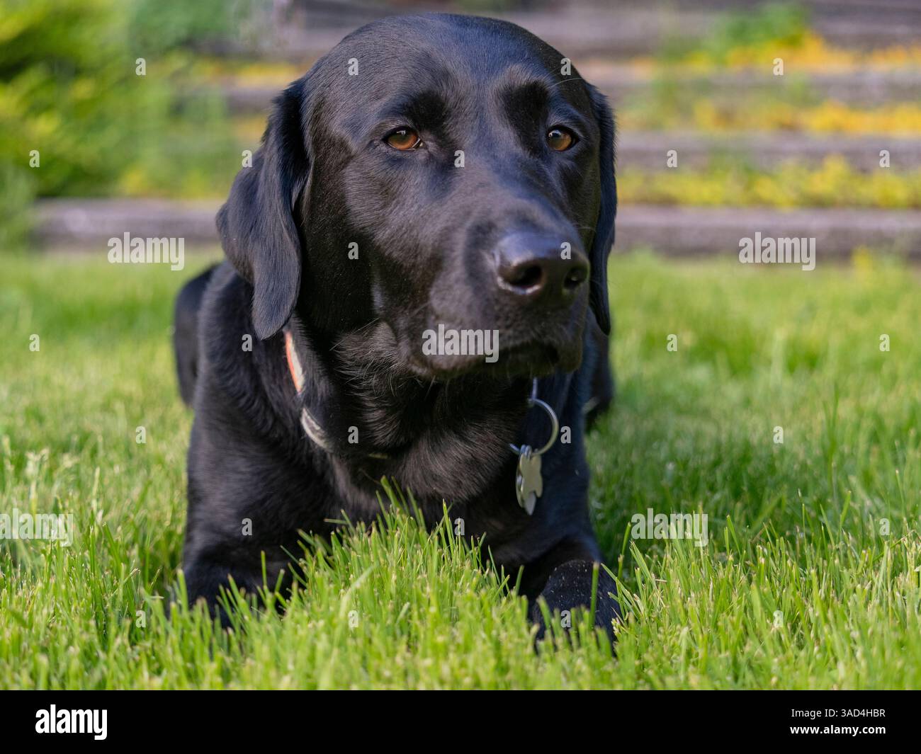 Ritratto del cane Labrador nero all'aperto. Foto Stock