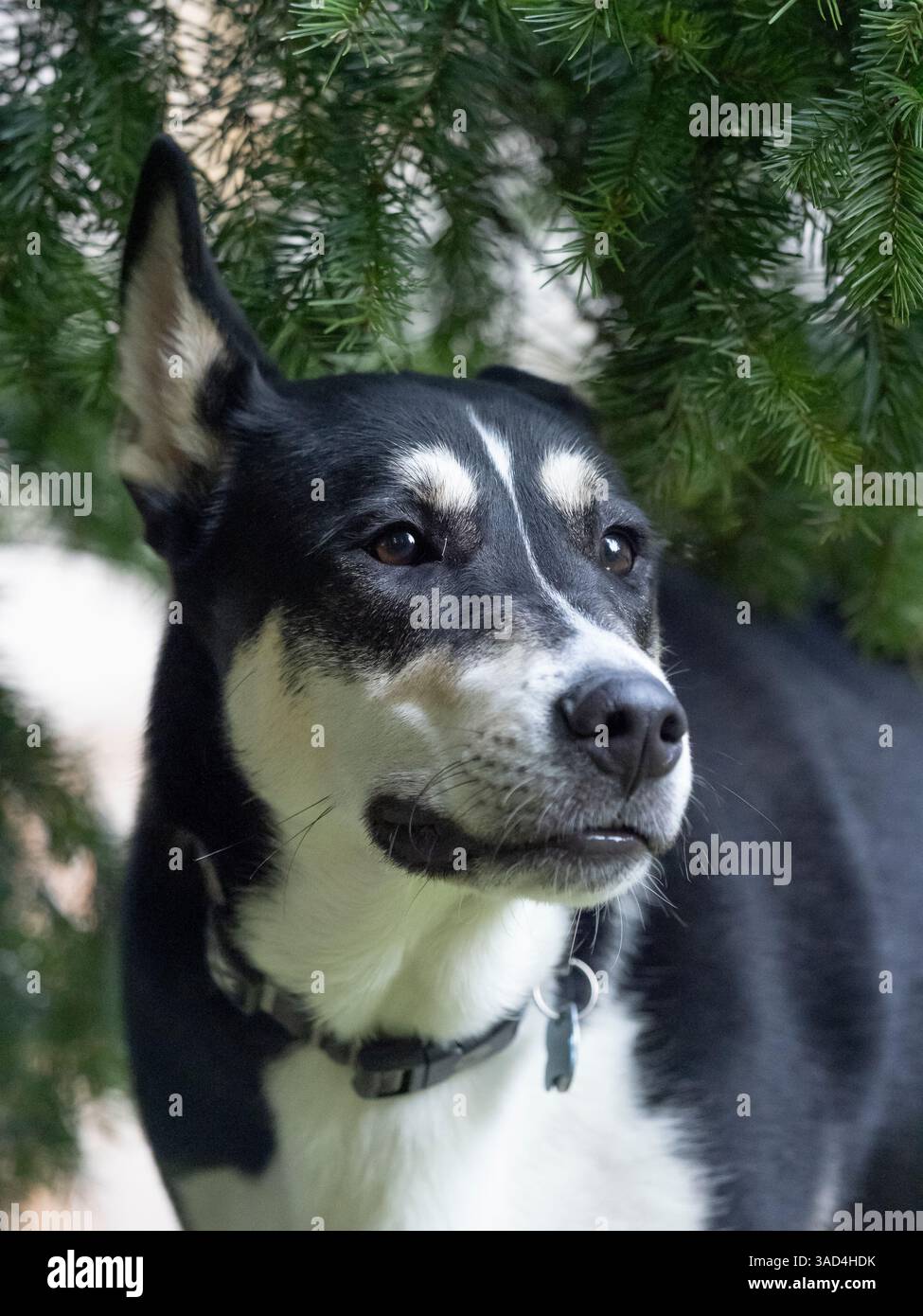 Ritratto di cani di razza mista in bianco e nero. Foto Stock