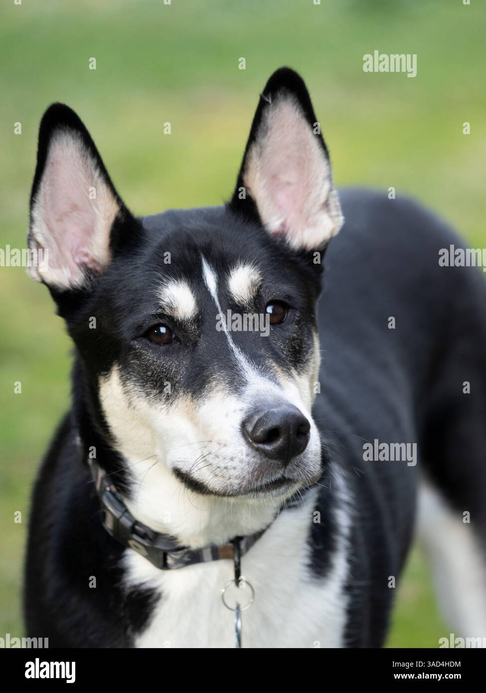 Ritratto di cani di razza mista in bianco e nero. Foto Stock