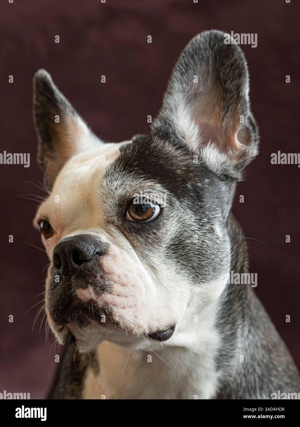 Ritratto di uno studio di cani Frenchton. Foto Stock