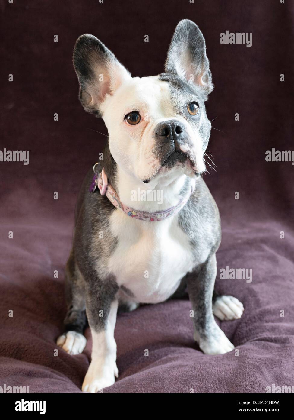 Ritratto di uno studio di cani Frenchton. Foto Stock