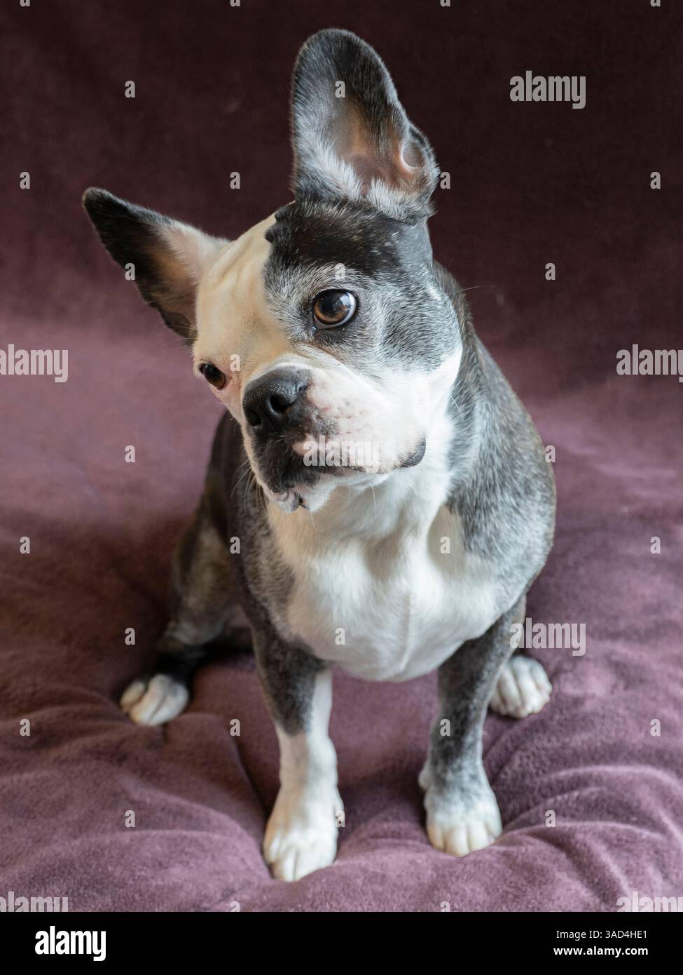 Ritratto di uno studio di cani Frenchton. Foto Stock