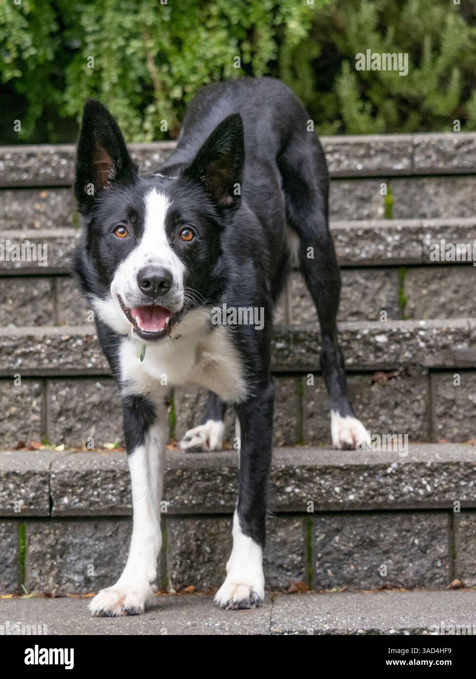 Ritratto di un cane Border Collie all'aperto. Foto Stock