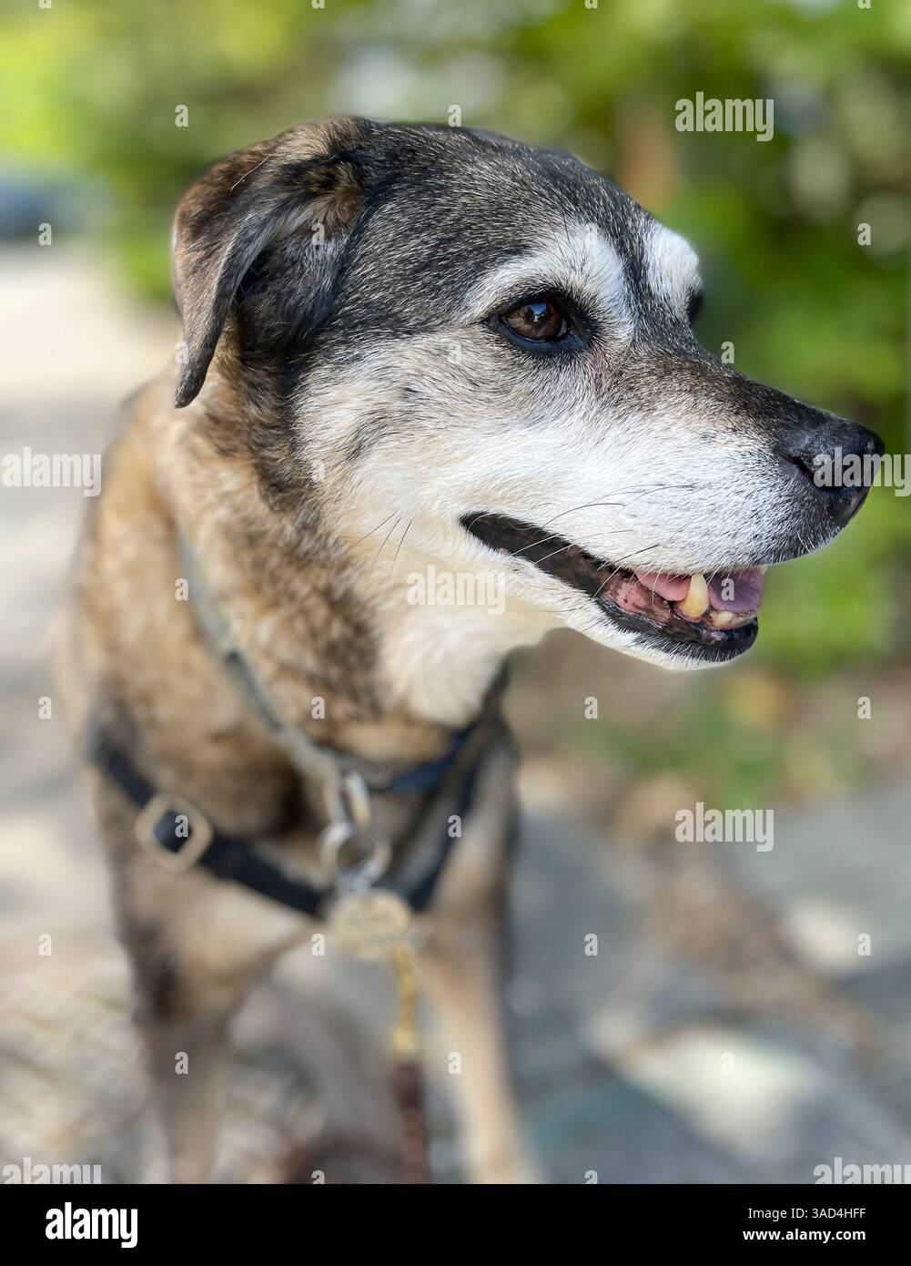 Ritratto misto di Jack Russell e di Australian Cattle Dog. Foto Stock