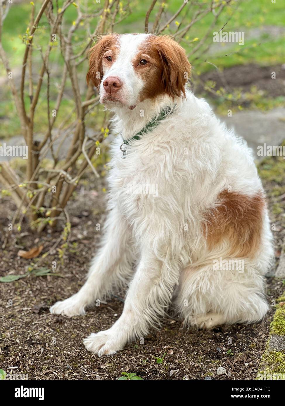 Brittany spaniel dog. Foto Stock
