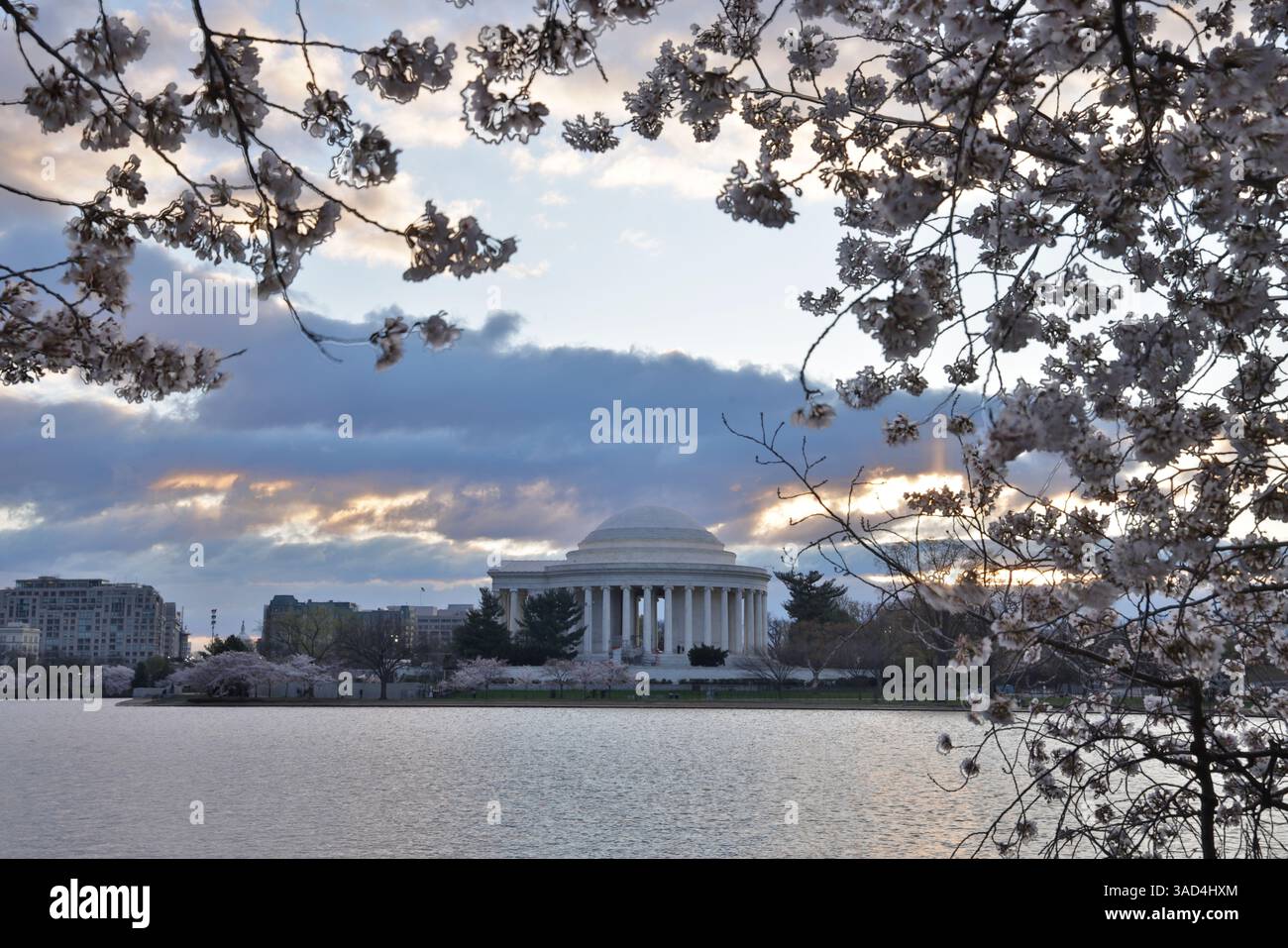USA, Distretto di Columbia. Jefferson Memorial al Cherry Blossom Time Foto Stock