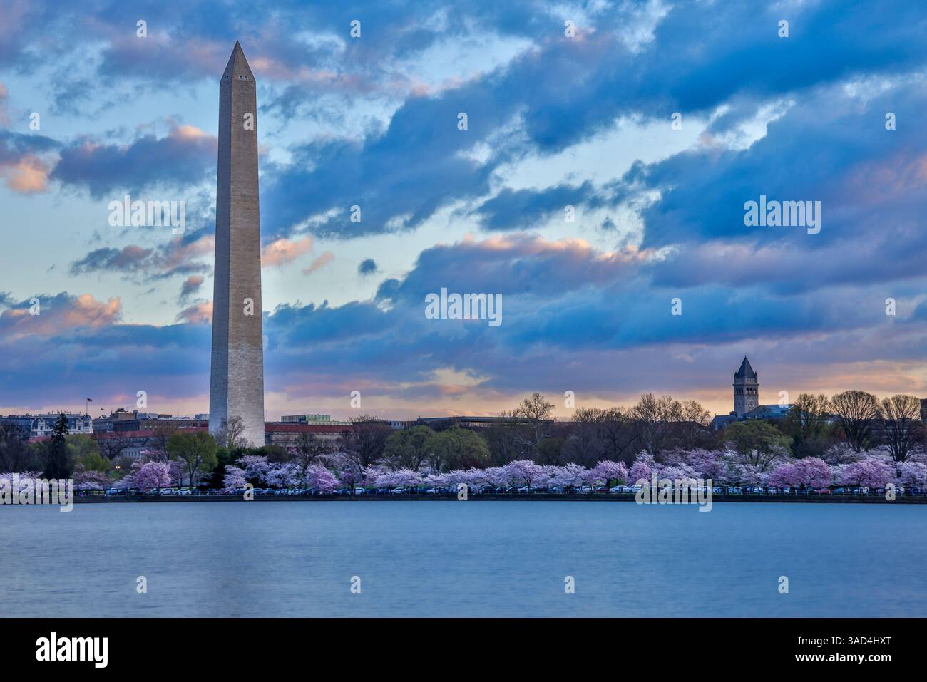 USA, Distretto di Columbia. Washington Monument al Cherry Blossom Time Foto Stock