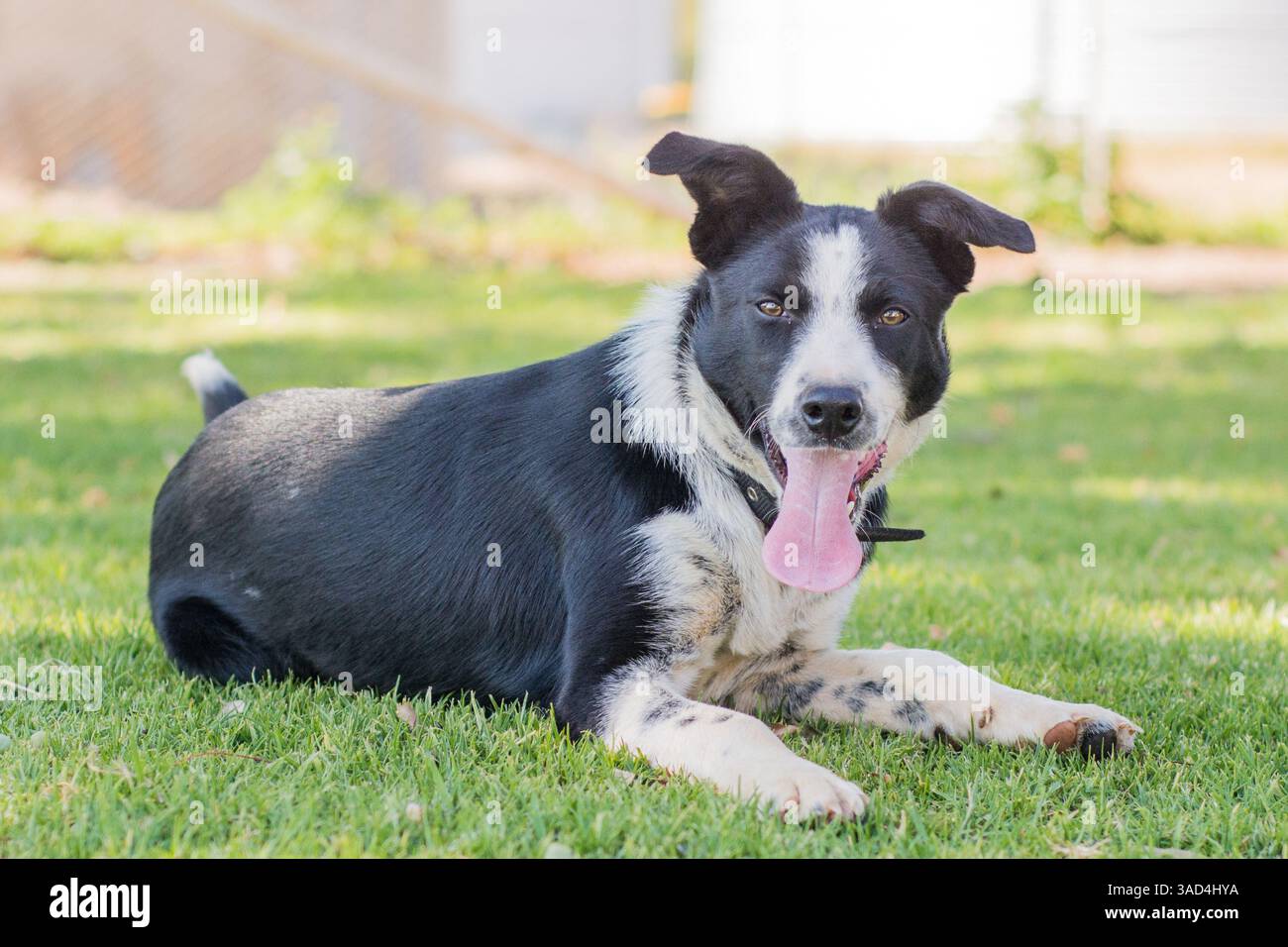Ritratto di un cane da lavoro australiano Foto Stock