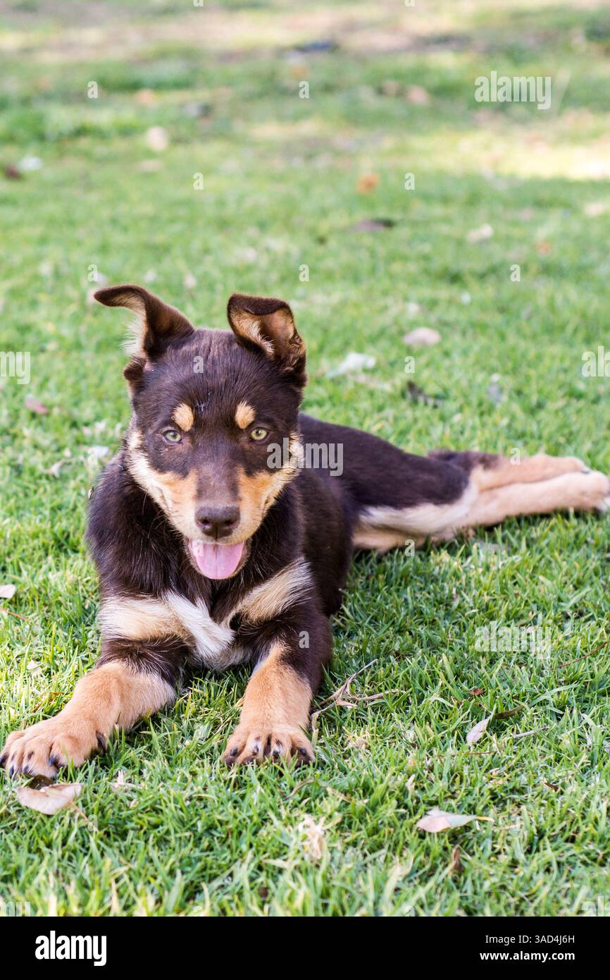 Ritratto di un cane da lavoro australiano Foto Stock