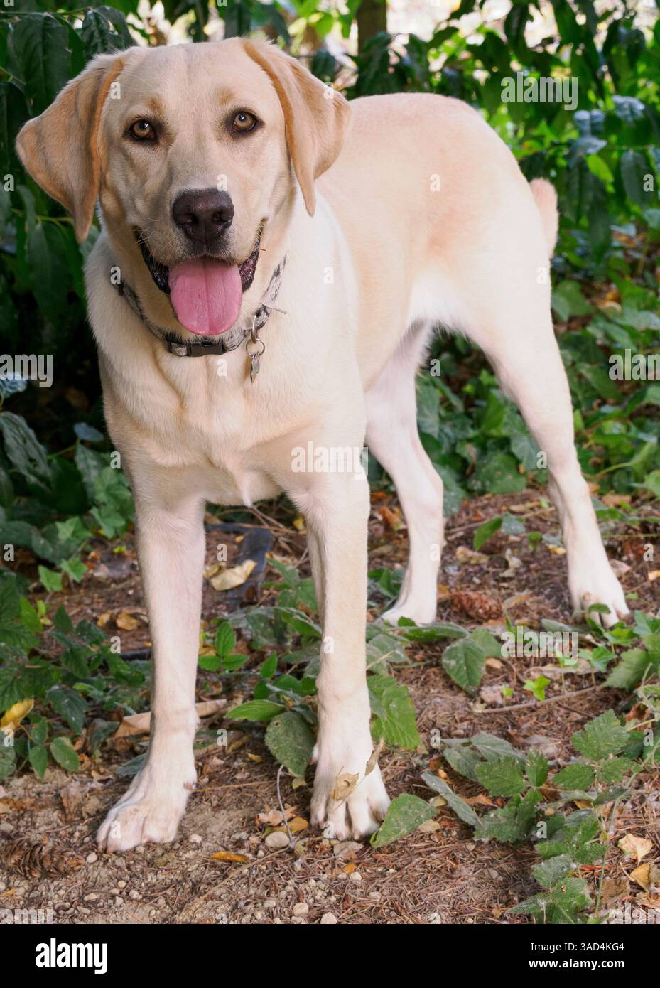 Ritratto del cane Labrador giallo all'aperto. Foto Stock