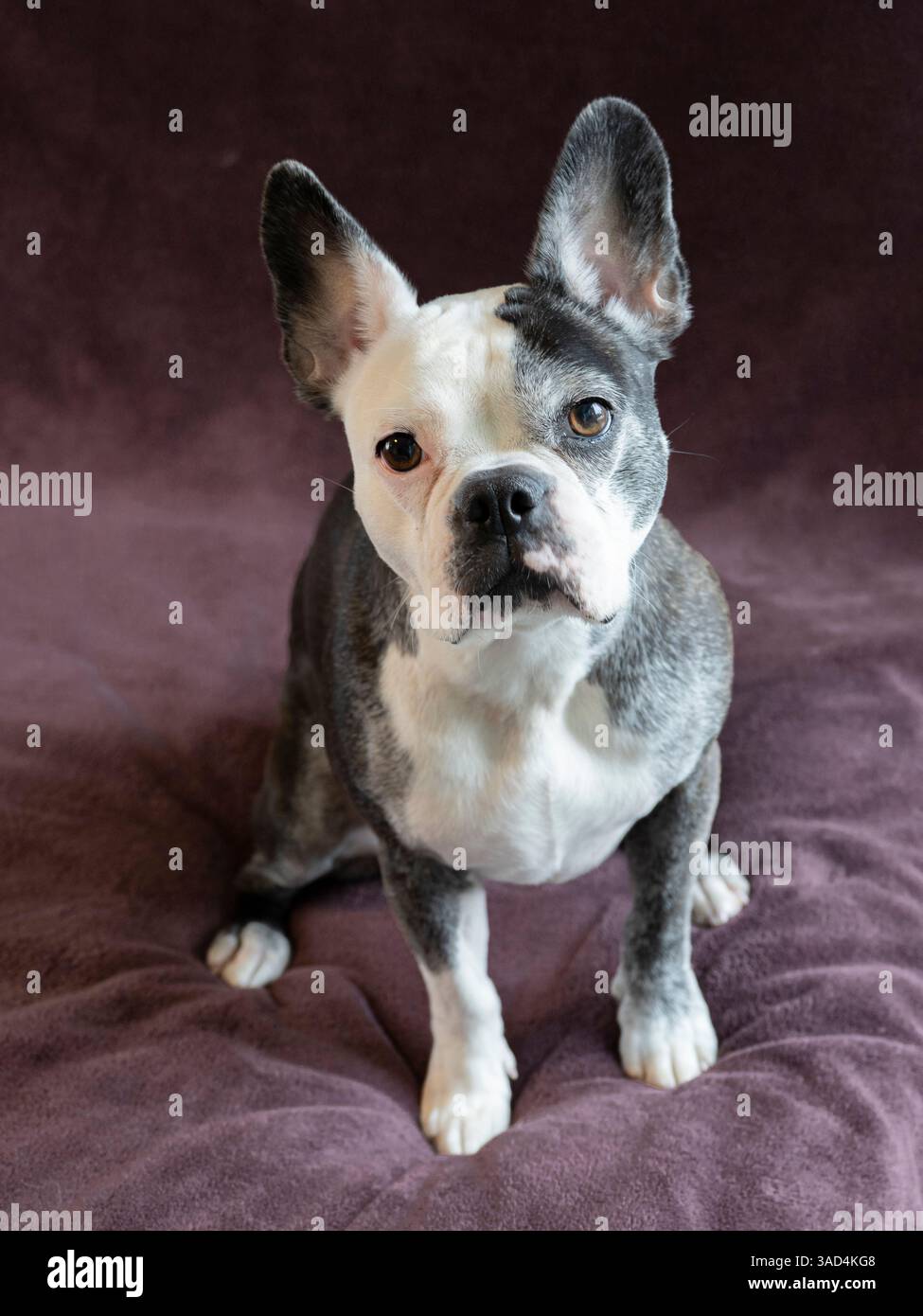 Ritratto di uno studio di cani Frenchton. Foto Stock