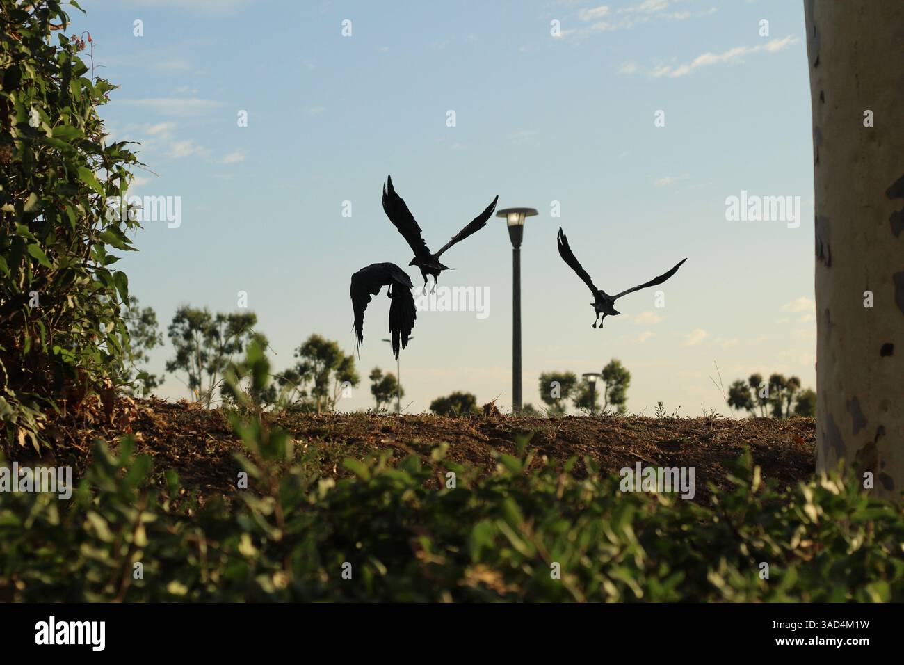 Immagine fissa degli uccelli in volo Foto Stock