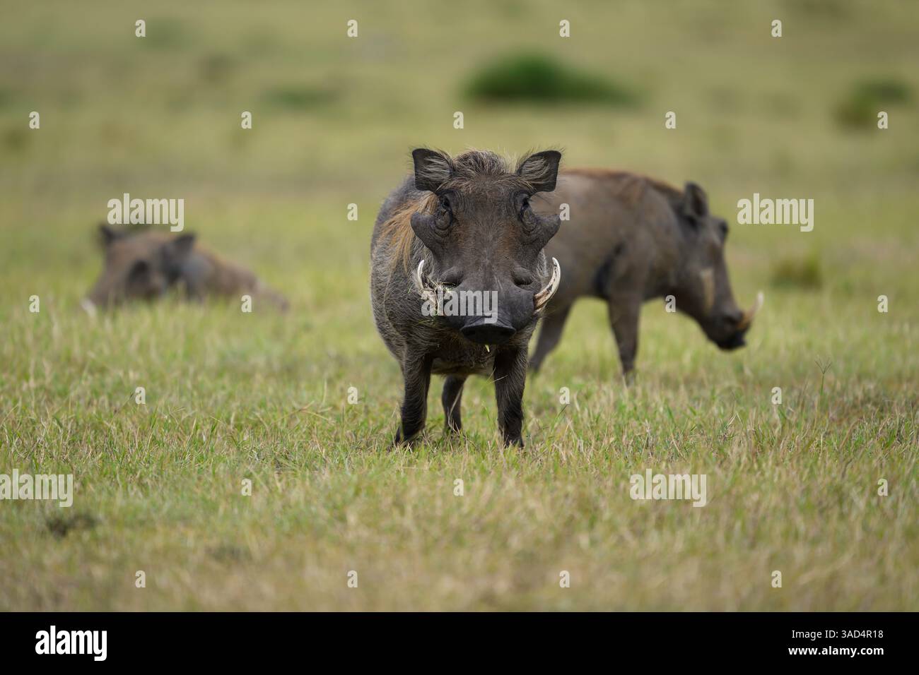 Warthog sulle pianure a erba corta, Masai Mara, Kenya Foto Stock Warthog sulle pianure a erba corta, Masai Mara, Kenya Foto Stock