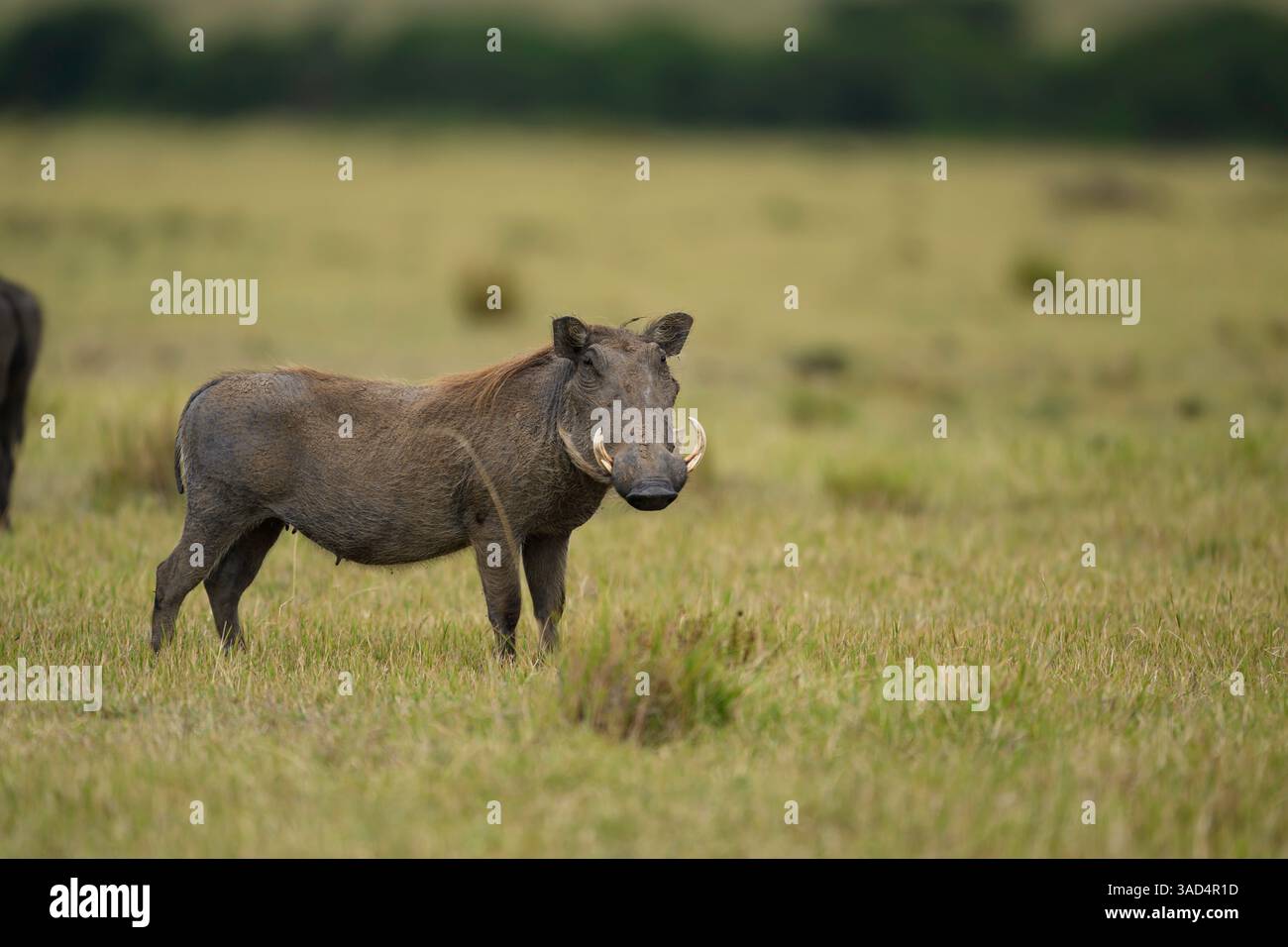 Warthog sulle pianure a erba corta, Masai Mara, Kenya Foto Stock Warthog sulle pianure a erba corta, Masai Mara, Kenya Foto Stock
