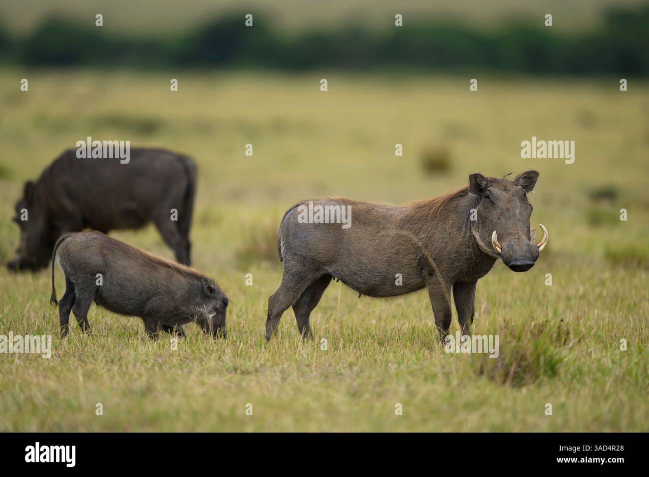 Warthog sulle pianure a erba corta, Masai Mara, Kenya Foto Stock Warthog sulle pianure a erba corta, Masai Mara, Kenya Foto Stock