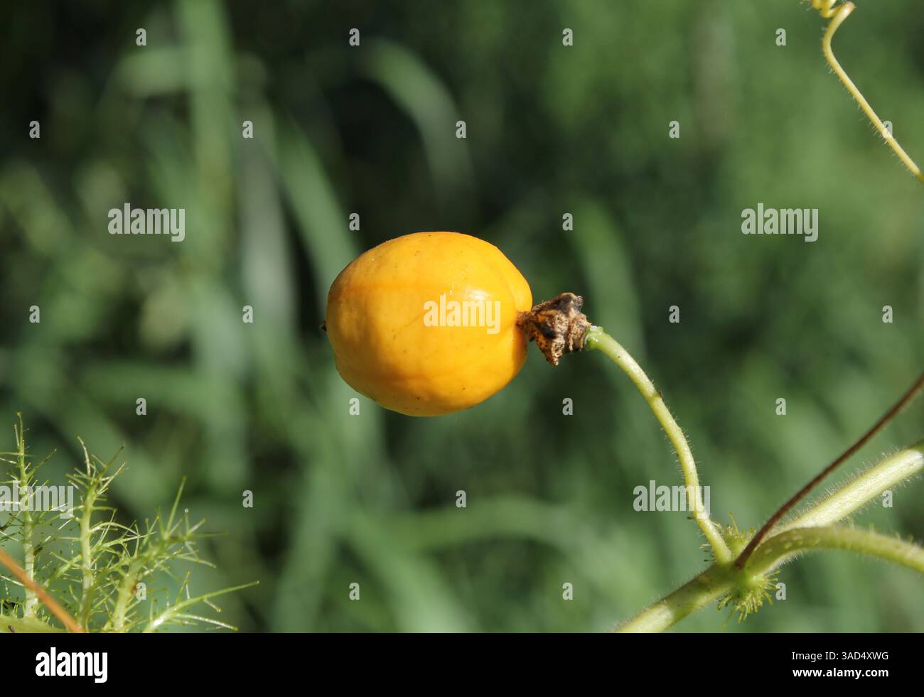 Frutta gialla attaccata al gambo di una pianta puzzolente della Passion Vine (Passiflora foetida) Foto Stock