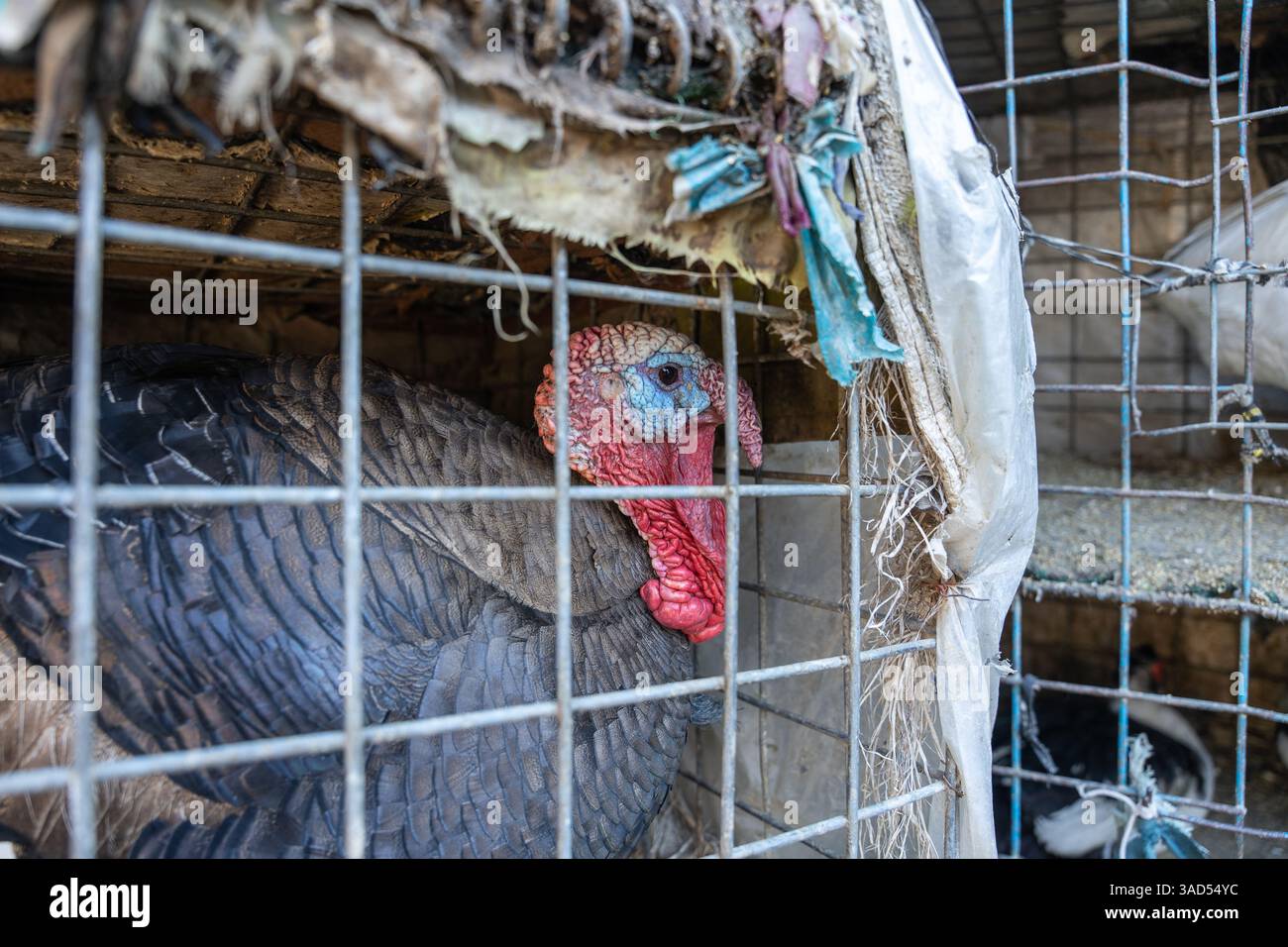 la turchia è un paese di bronzo, mercato degli uccelli, Jadayi Maiwand, Kabul, Afghanistan Foto Stock