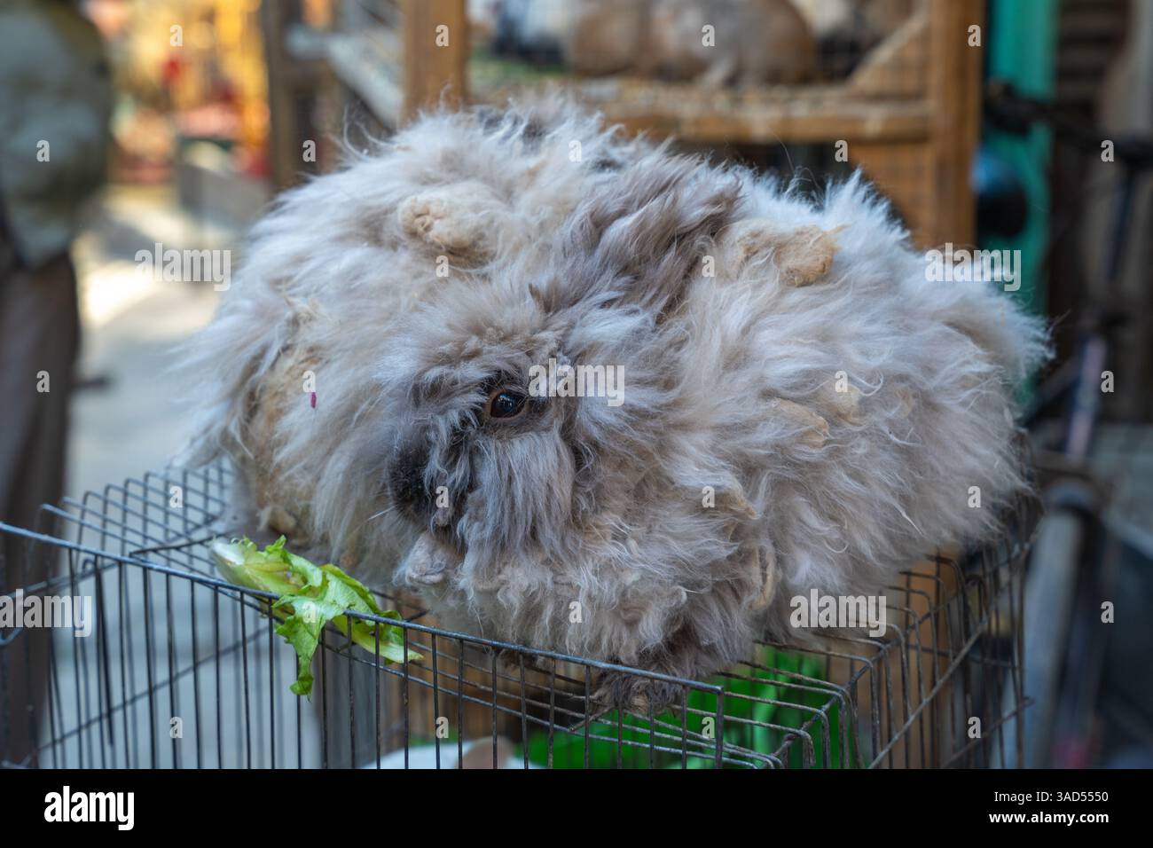 Il coniglio Angora è un gruppo di razze di coniglio allevate per scopi applicativi e decorativi a causa della loro pelliccia lunga. Kabul, Afghanistan Foto Stock