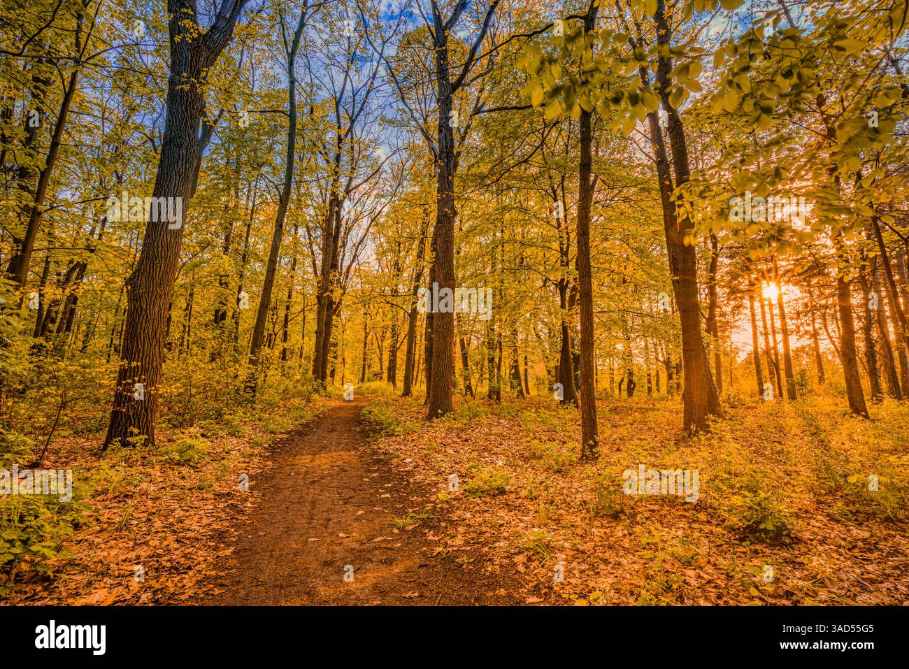 Splendida foresta autunnale al tramonto con tranquillo paesaggio naturale luce del sole dorata percorso idilliaco foglie di arancio giallo naturale sfondo stagionale delle cadute Foto Stock