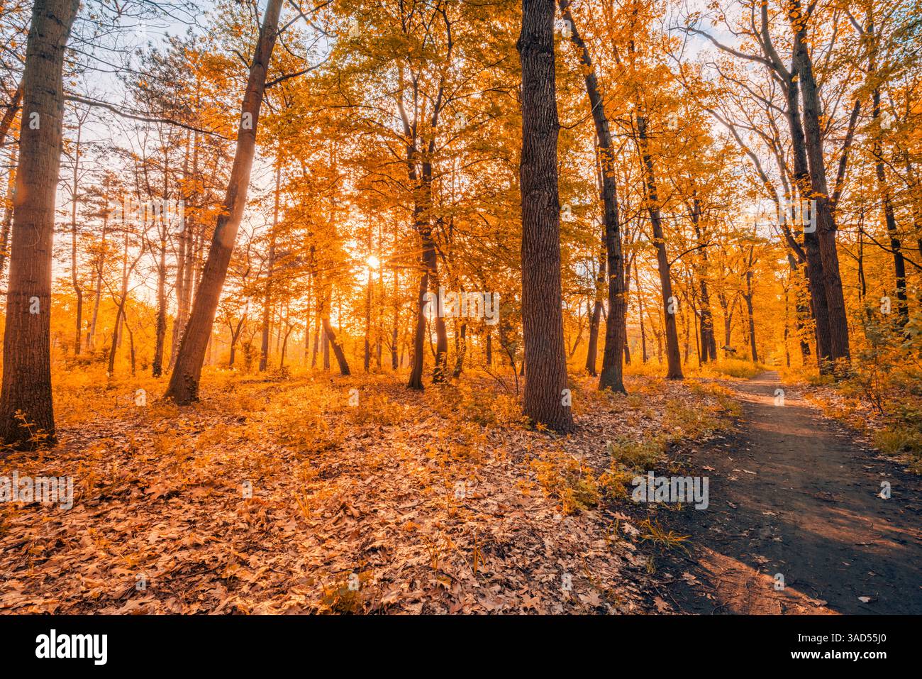 Splendida foresta autunnale al tramonto con tranquillo paesaggio naturale luce del sole dorata percorso idilliaco foglie di arancio giallo naturale sfondo stagionale delle cadute Foto Stock