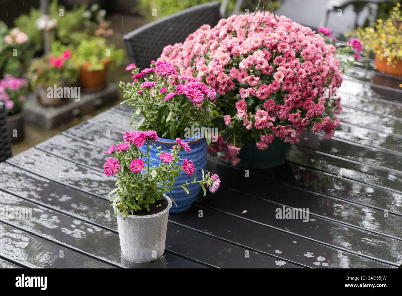 In un tranquillo giardino, c'è un affascinante tavolo circondato da sedie, adornato da fiori vibranti Foto Stock