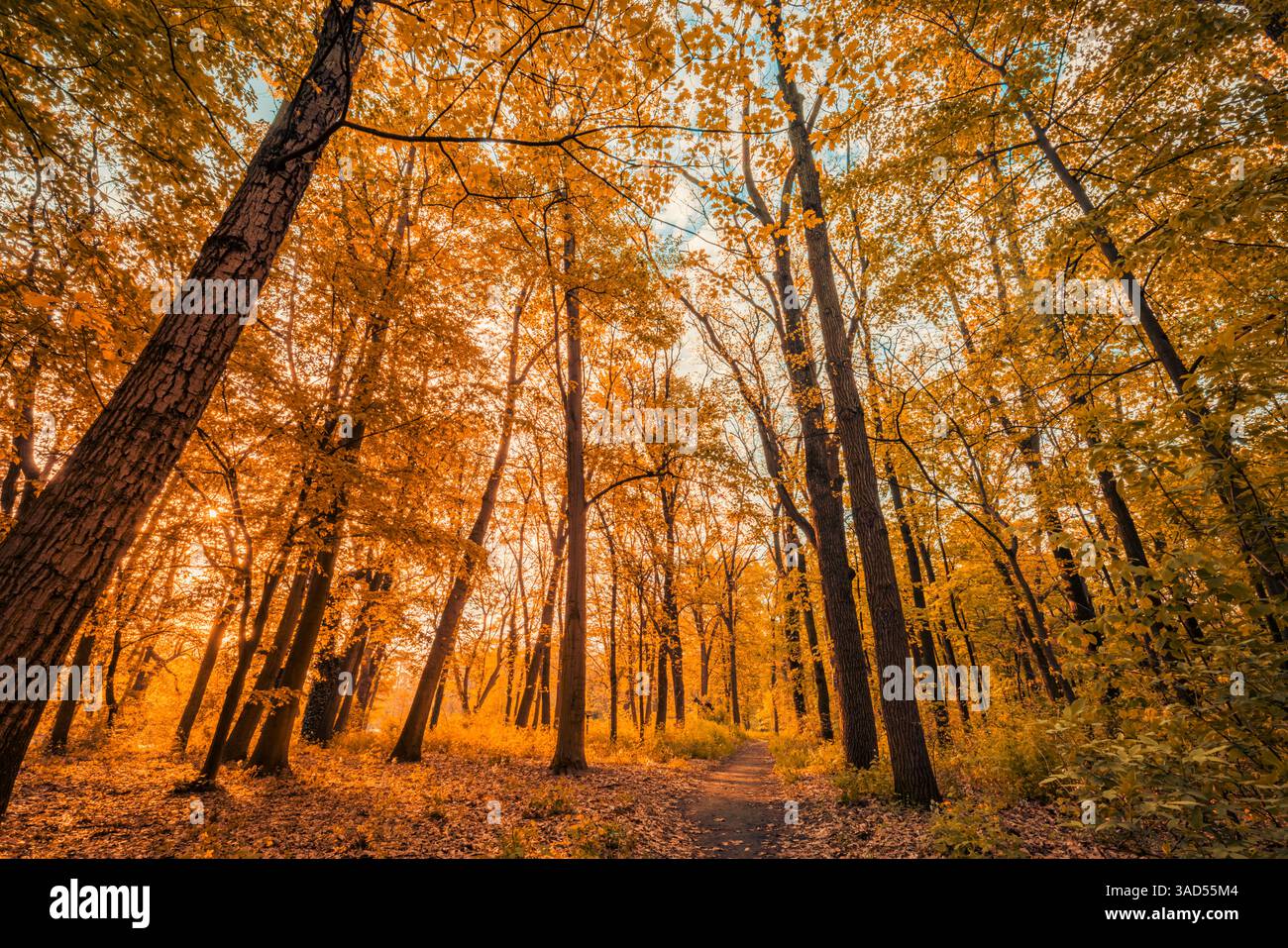 Splendida foresta autunnale al tramonto con tranquillo paesaggio naturale luce del sole dorata percorso idilliaco foglie di arancio giallo naturale sfondo stagionale delle cadute Foto Stock