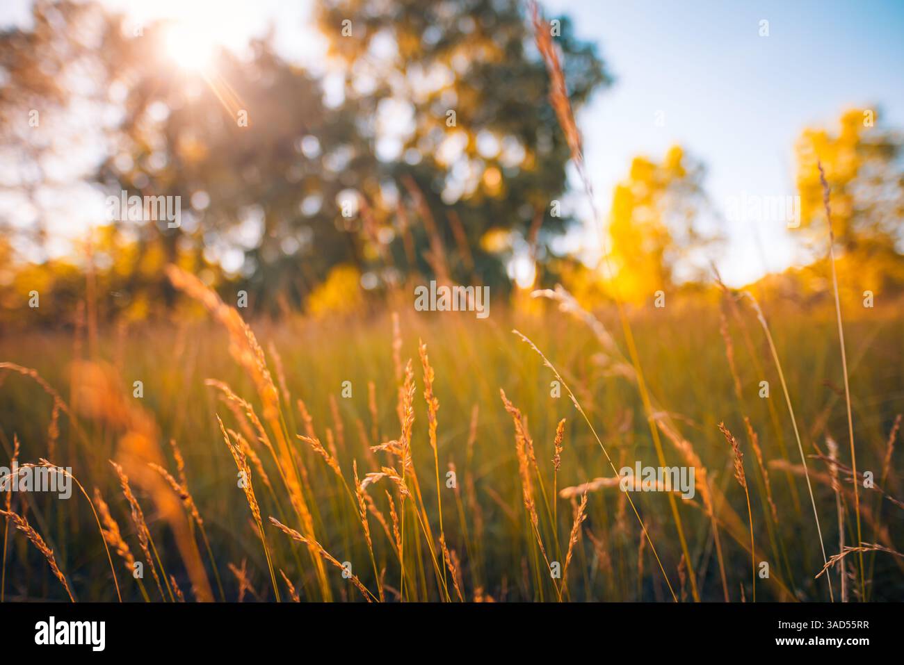 Tranquillo prato autunnale con calda luce del sole cielo soffice e erba dorata tranquillo paesaggio stagionale sfondo naturale all'aperto Foto Stock
