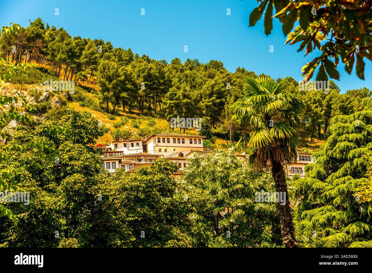 La storica architettura ottomana di Berat, annidata tra gli alberi a cascata al tramonto, mostra il patrimonio culturale albanese Foto Stock