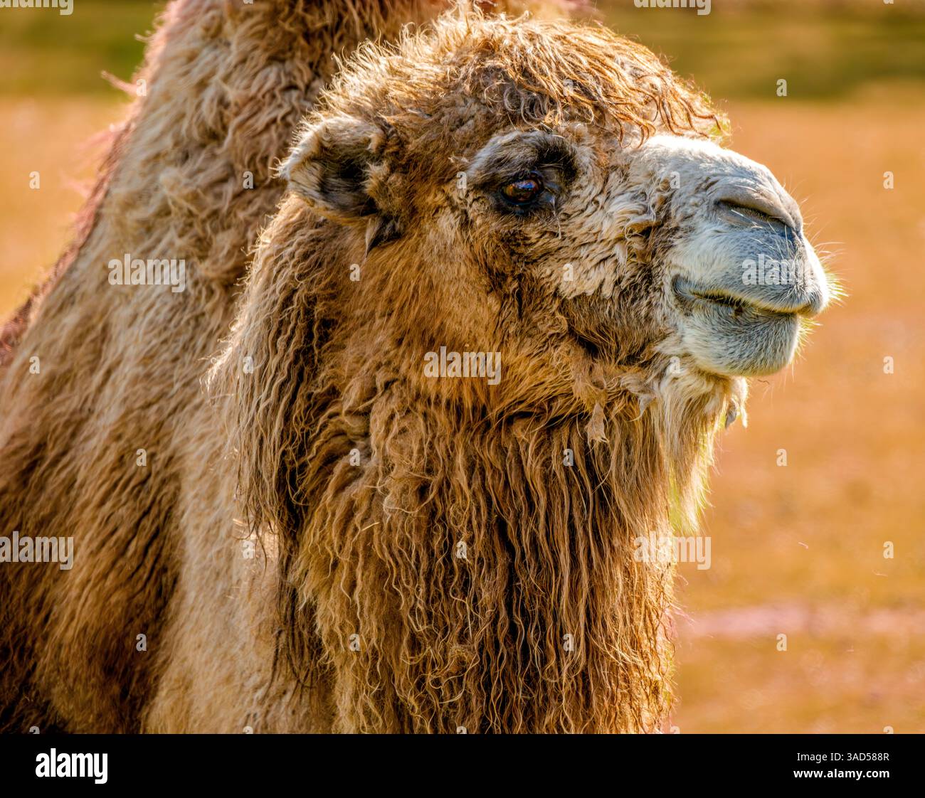 Un maestoso cammello battriano (Camelus bactrianus) guarda con calma attraverso una distesa illuminata dal sole con una folta pelliccia shaggy Foto Stock