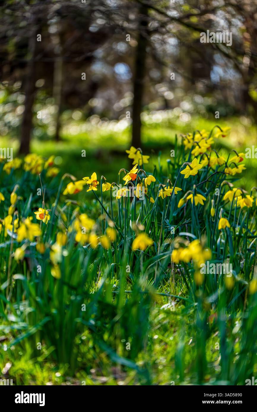 Una striscia di Daffodils (Narcissus pseudonarcissus) fiorisce su un terreno boscoso, segnalando la primavera sotto una luce soffusa e dappata Foto Stock