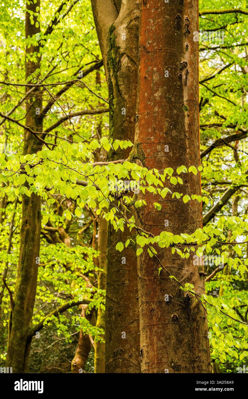 Il Fagus sylvatica (Fagus sylvatica) è un appassionato di faggio a strati in un tranquillo bosco britannico, circondato da una luce primaverile soffusa Foto Stock