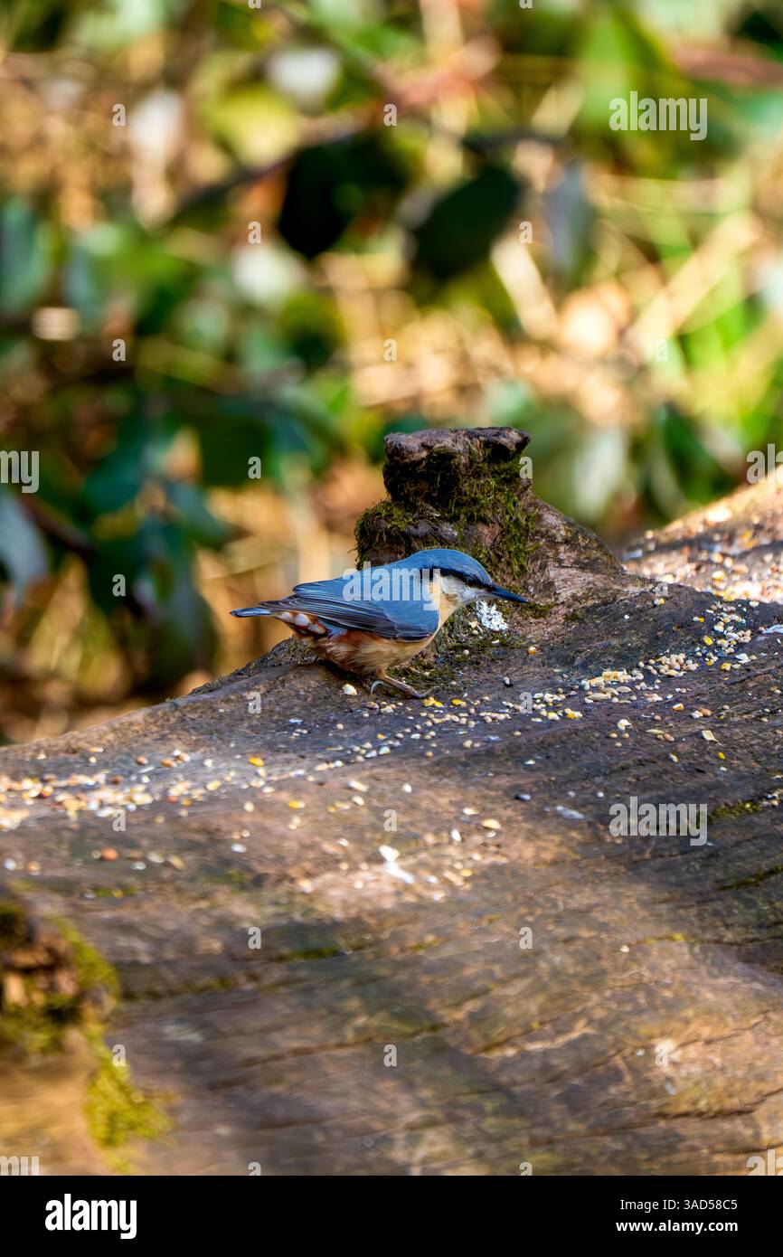 Una Nuthatch (Sitta europaea) si scurola lungo un tronco muschiato con semi sparsi in una radura della foresta delicatamente illuminata Foto Stock