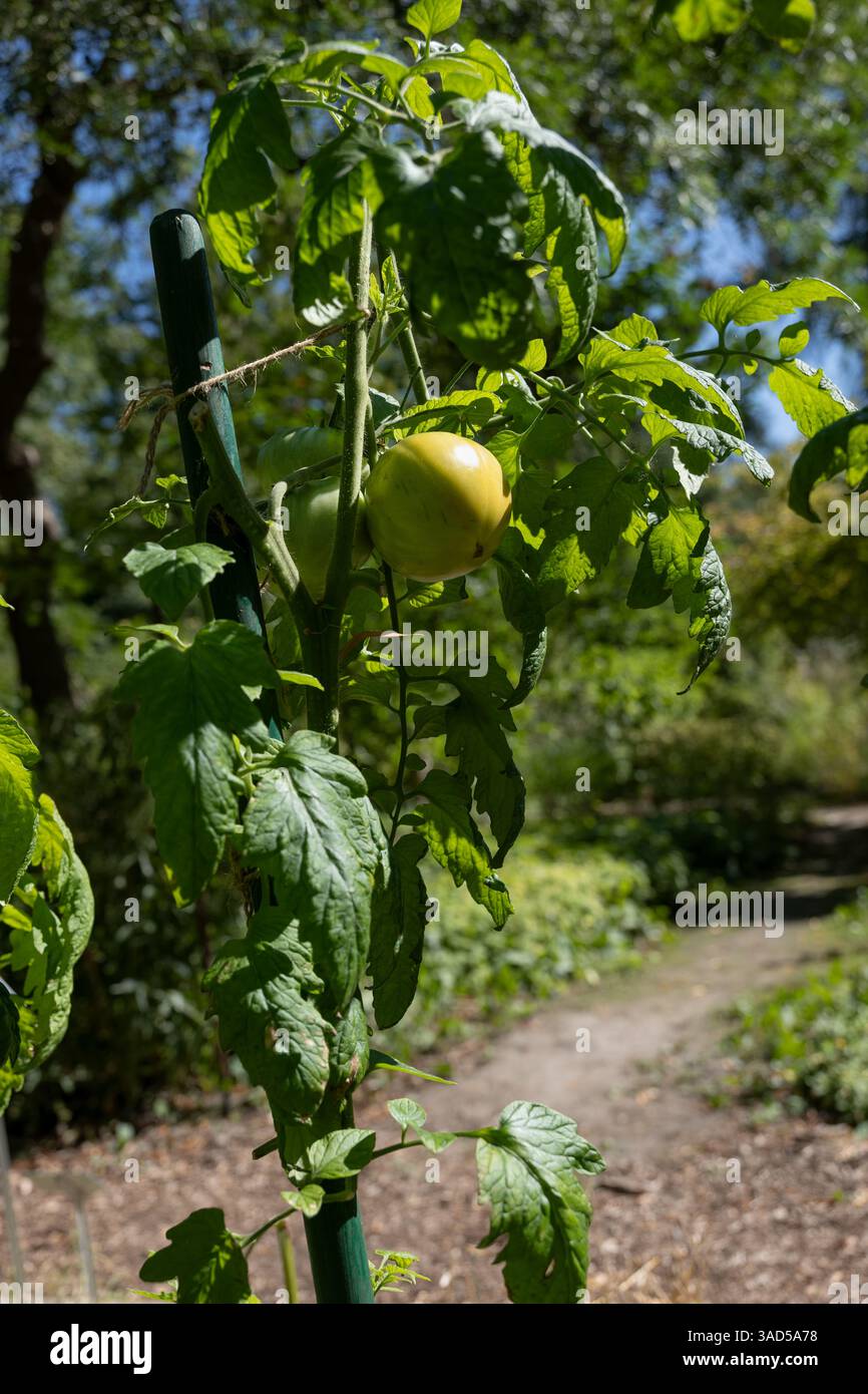 Il pomodoro (Solanum lycopersicum) con frutti, pianta della famiglia delle Solanaceae. Foto Stock