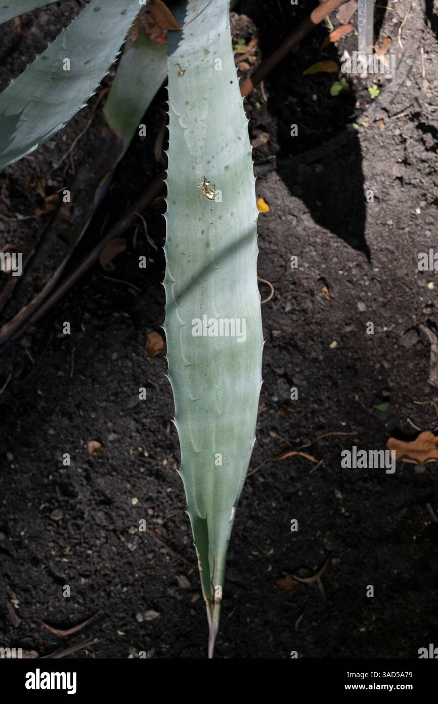 Agave americana L. LEAF, nomi comuni: Pianta Century, maguey o aloe americana, pianta fiorita della famiglia delle Asparagaceae, originaria del Messico e delle Nazioni Unite Foto Stock