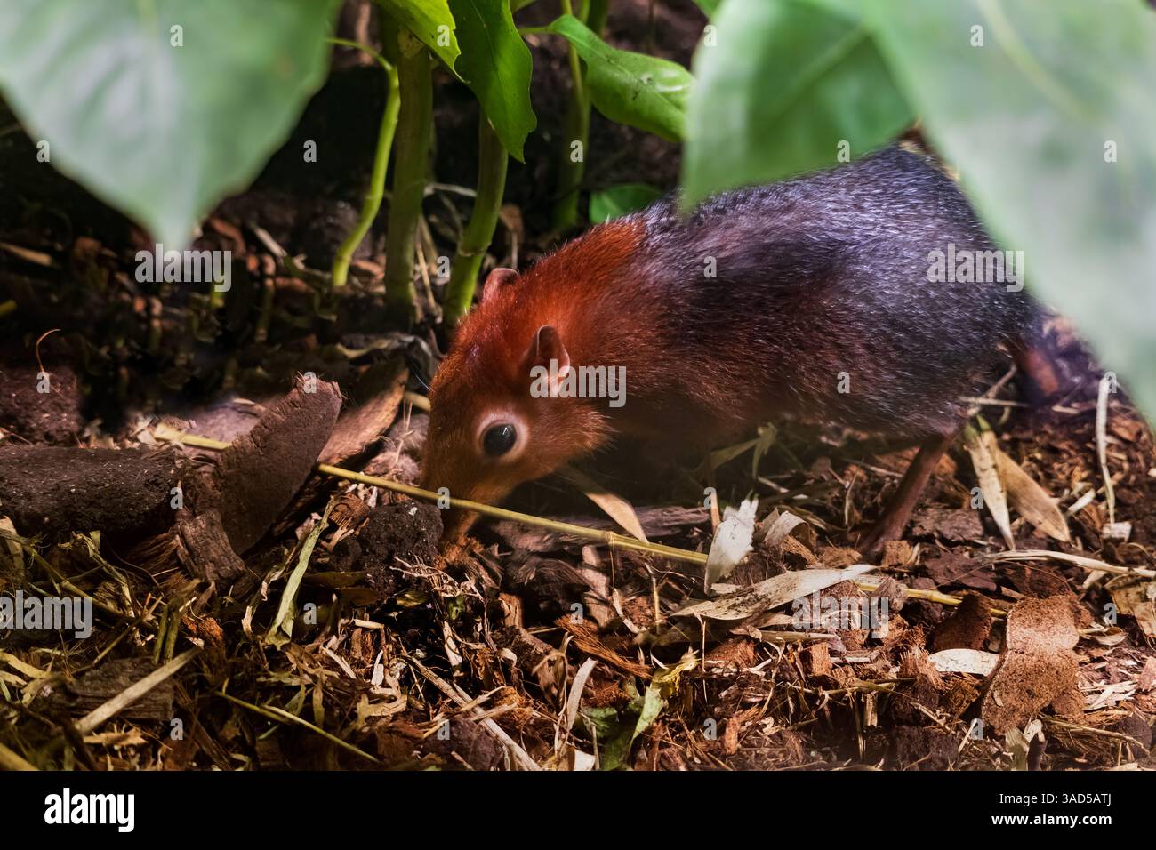 Toporagno di elefante nero e rufante (Rhynchocyon petersi), altri nomi: Zanzariera di elefante o sengi nero e ruvido, animale della famiglia Macroscelidida Foto Stock