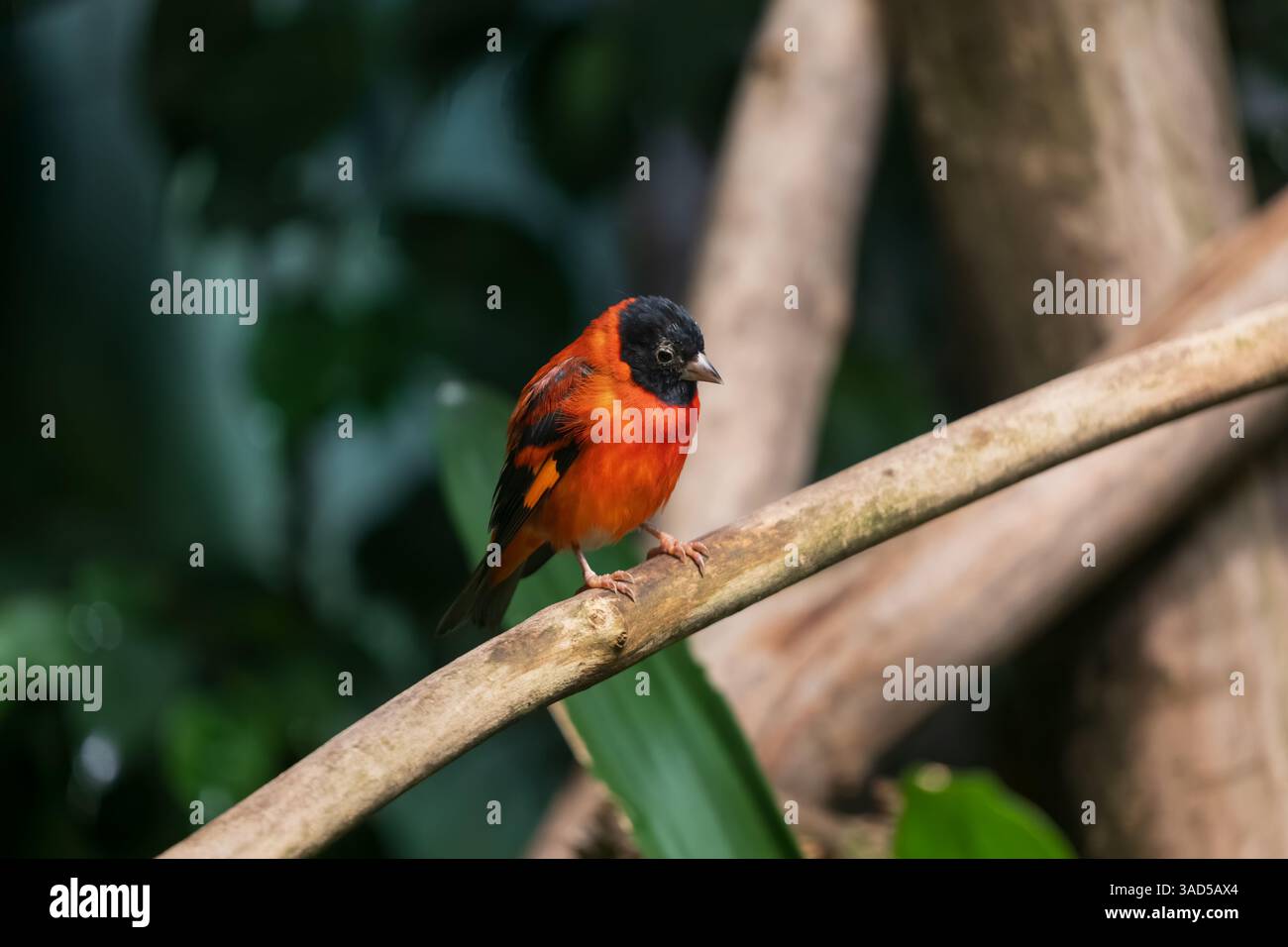 Lo Spinus cucullatus (Spinus cucullatus) è in pericolo di estinzione, piccolo uccello passerino della famiglia Fringillidae, originario del Sud America tropicale. Foto Stock