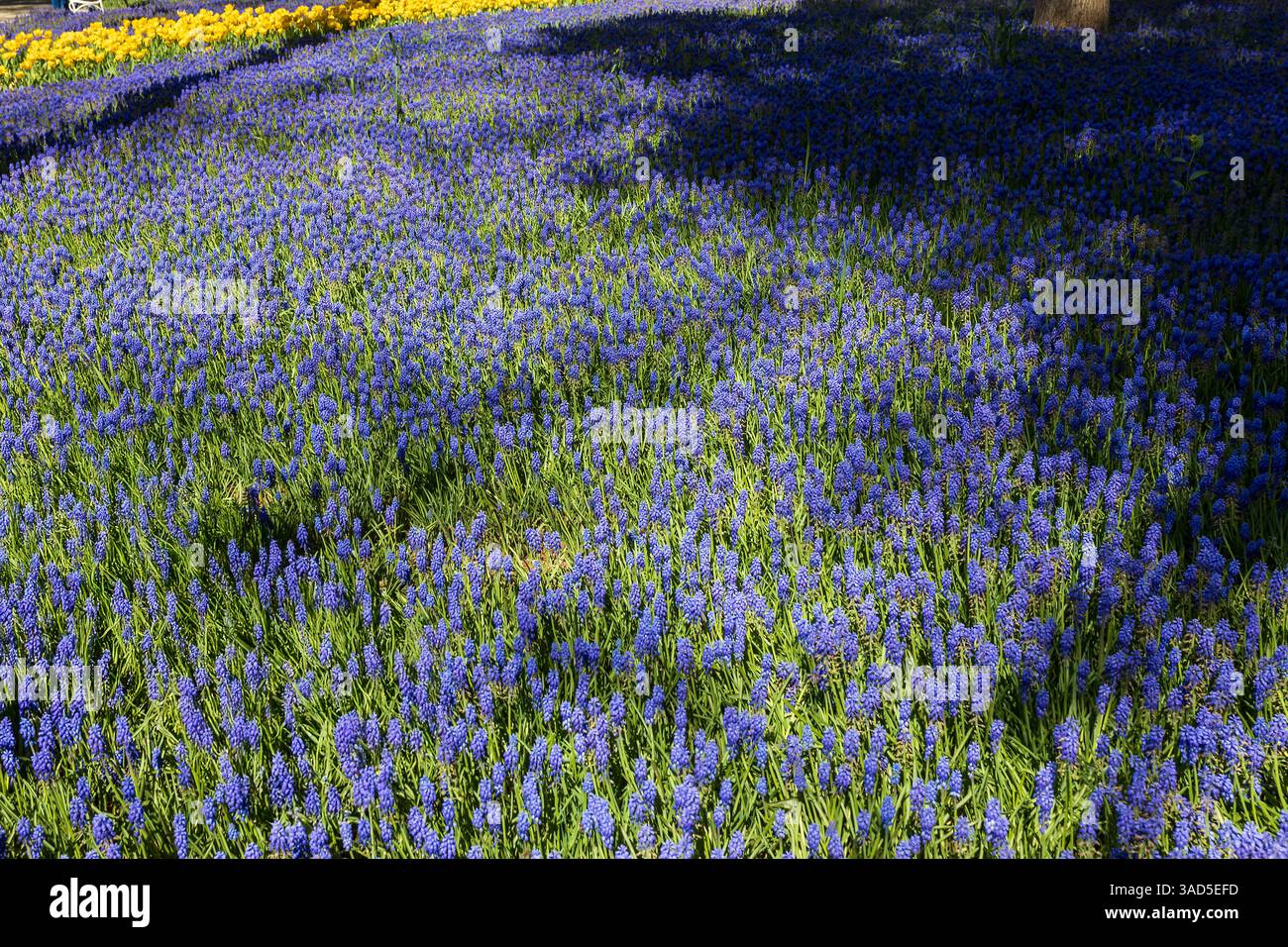 campo di fiori muscolari blu vibranti sotto la luce del sole Foto Stock