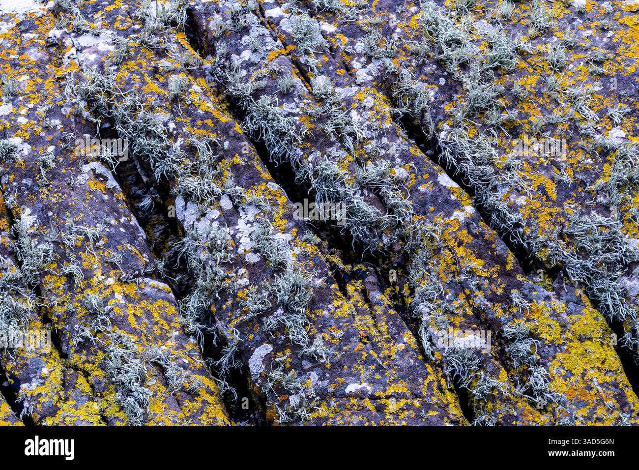 Tre diverse specie di Lichen che crescono sulle rocce costiere esposte ed erose sulla High Shore a Saunton Sands, Devon. Foto Stock