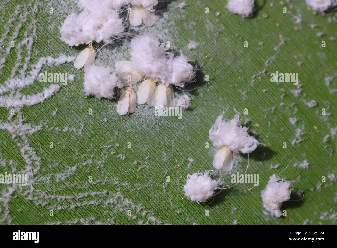 Whitefly, famiglia Aleyrodidae. larve di colonie e adulti si nutrono sulla parte inferiore delle foglie vegetali. Foto Stock
