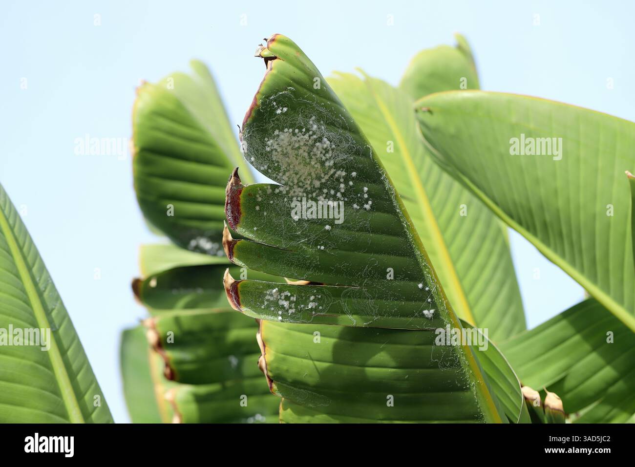 Foglia verde con colonia di parassiti sottostante. Whitefly, famiglia Aleyrodidae. Parassiti delle piante. Foto Stock