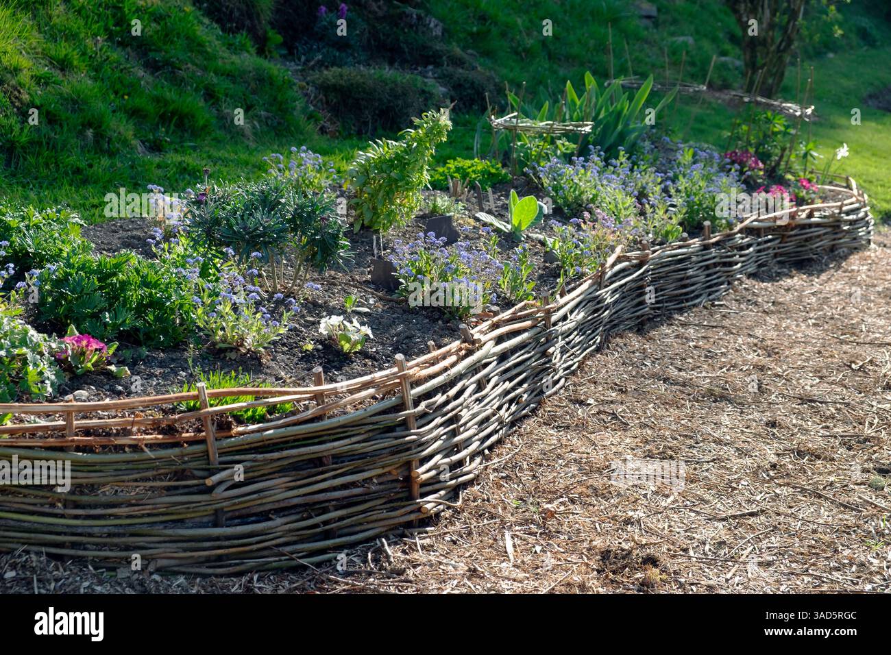 Bordatura del bastoncino di salice intrecciato intorno alla primavera piante erbacee rialzate aiuola di fiori accanto al percorso del giardino Carmarthenshire Galles Regno Unito aprile KATHY DEWITT Foto Stock