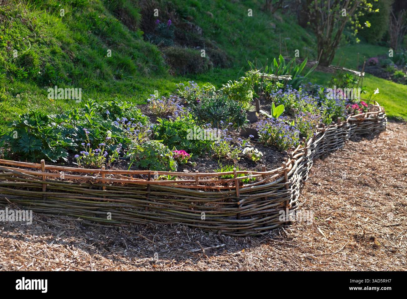 Bordatura del bastoncino di salice intrecciato intorno alla primavera piante erbacee rialzate aiuola di fiori accanto al percorso del giardino Carmarthenshire Galles Regno Unito aprile KATHY DEWITT Foto Stock