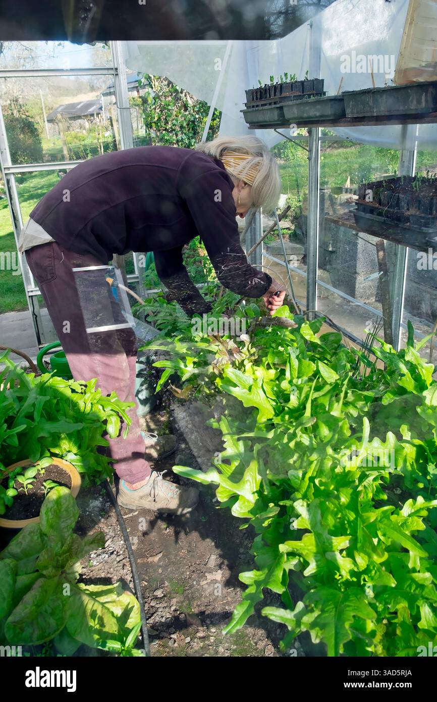 Donna anziana che raccoglie le foglie di insalata verde che crescono in un letto rialzato all'interno della serra nel giardino di primavera aprile 2025 KATHY DEWITT Foto Stock